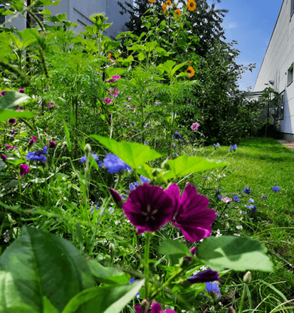 In der Tagesstätte Hannover blühen die Wildblumen.