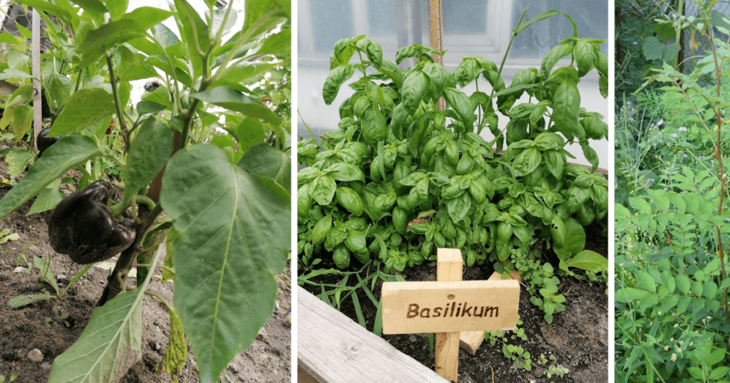 In den Beeten der Tagesstätte Hannover werden auch Paprika und Basilikum angebaut.