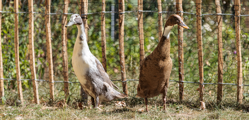 sonnenhof-voelksen-laufenten Außengelände vom Sonnenhof Völksen