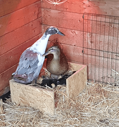 Laufenten im Sonnenhof Völksen